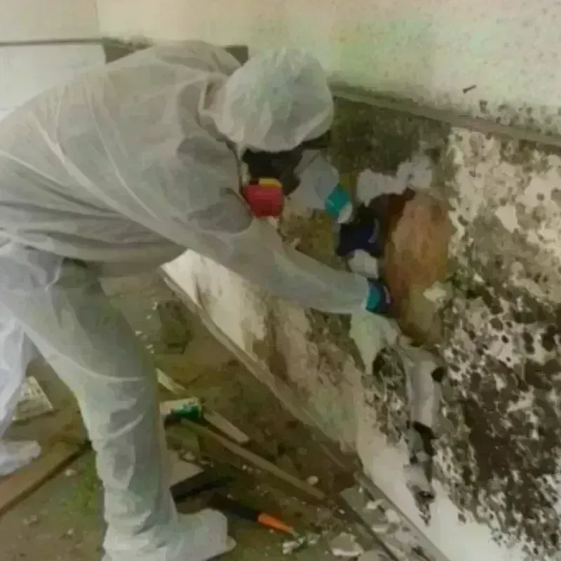 Mold Remediation and Removal in Sitka, AK